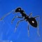 ant